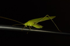 Phaneroptera falcata