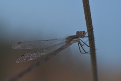 Lestes