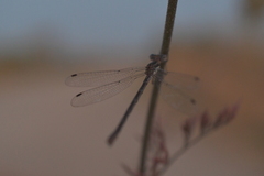 Lestes