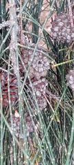 Casuarina equisetifolia