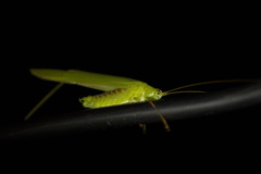 Phaneroptera falcata