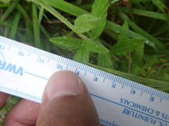 Heliotropium amplexicaule