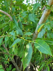 Salix eriocephala