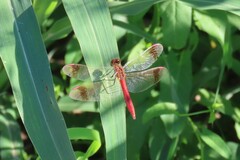 Sympetrum pedemontanum