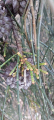 Casuarina equisetifolia