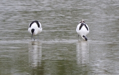 Recurvirostra avosetta