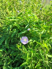Convolvulus arvensis
