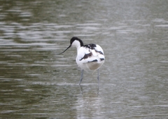 Recurvirostra avosetta