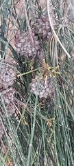 Casuarina equisetifolia