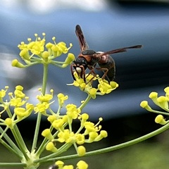Pachodynerus erynnis