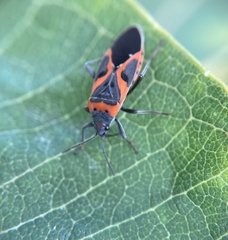 Lygaeus kalmii
