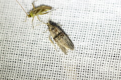 Nephopterix angustella