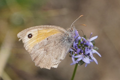 Hyponephele lycaon