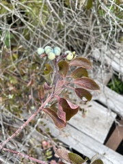 Vaccinium myrtilloides