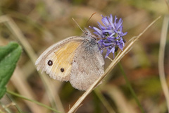 Hyponephele lycaon
