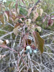Vaccinium myrtilloides