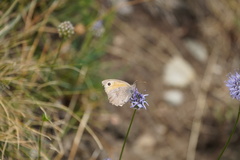 Hyponephele lycaon