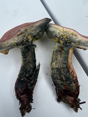 Boletus sensibilis