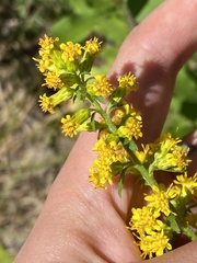 Solidago hispida