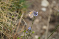 Hyponephele lycaon