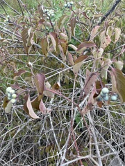 Vaccinium myrtilloides