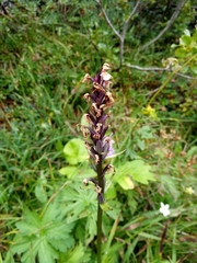 Dactylorhiza