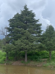 Cupressus lusitanica