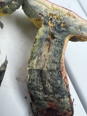 Boletus sensibilis