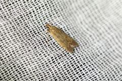 Helcystogramma lutatella