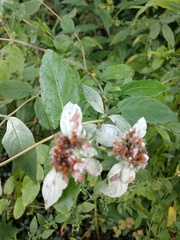 Pycnanthemum
