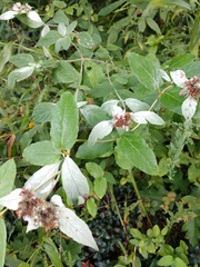 Pycnanthemum