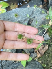 Geum