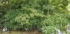 Ilex verticillata