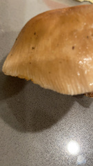 Russula cerolens