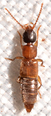 Lithocharis