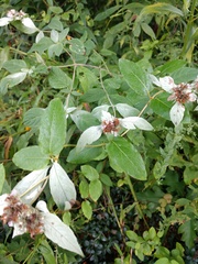 Pycnanthemum