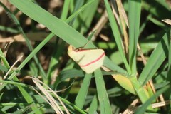 Rhodometra sacraria