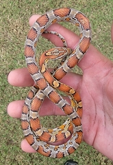 Pantherophis guttatus