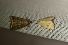Rivula sericealis