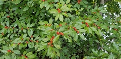 Ilex verticillata