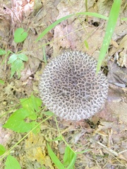 Strobilomyces