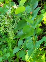 Lonicera tatarica