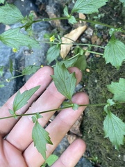 Geum