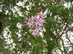Encyclia adenocaula
