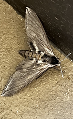 Sphinx perelegans