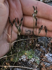 Draba lonchocarpa