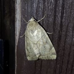Cosmia trapezina