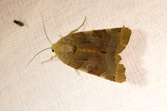 Noctua fimbriata