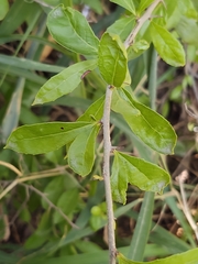 Xylosma flexuosa