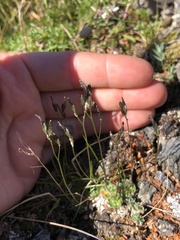 Draba lonchocarpa